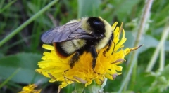 Шмель франклін